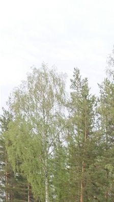 Våra båtar vid bryggorna