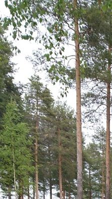 En av våra 13 husvagnsparkeringar säsongsplatser, men det finns 3 st fria med utsikt mot sjön